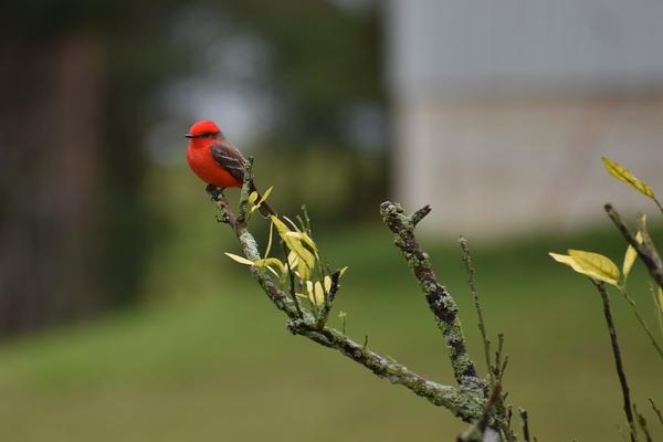 Birds of Arizona: Vermillion Flycatcher