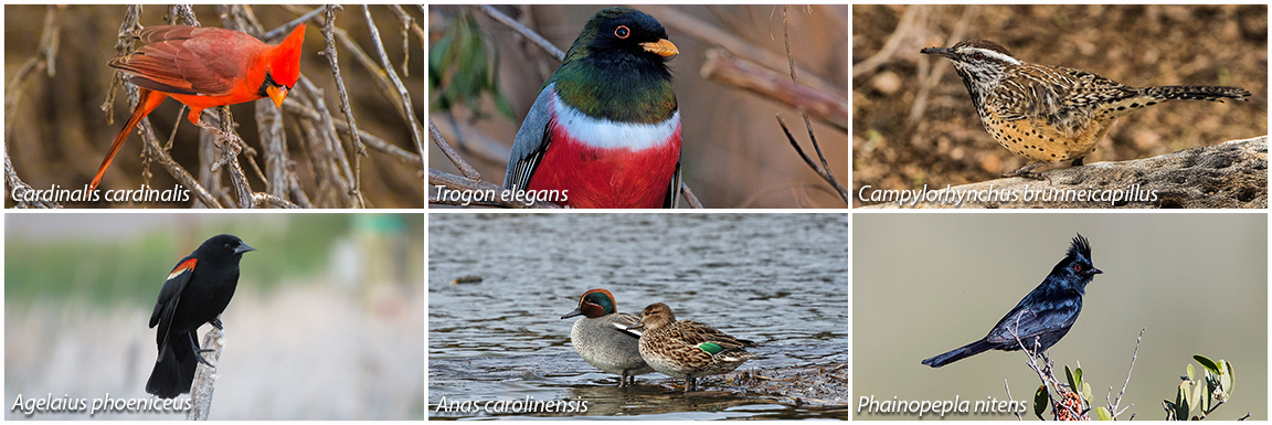 Birds of Arizona graphic with six different Arizona bird species.