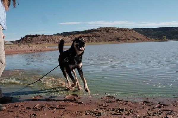 Arizona's Dog Friendly Parks 