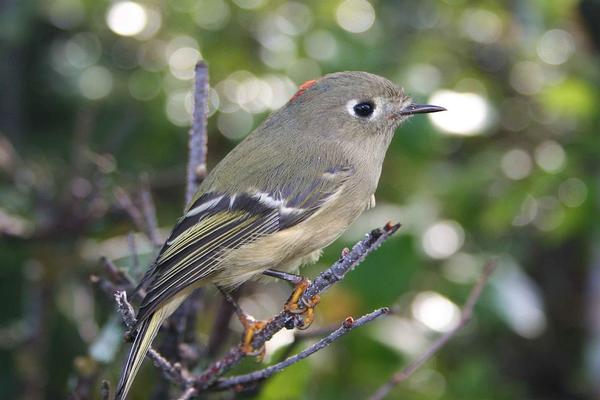 Birds of Arizona: Ruby-Crowned Kinglet