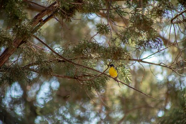 Birds of Arizona: Lesser Goldfinch