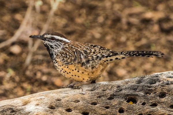 Birds of Arizona: Cactus Wren