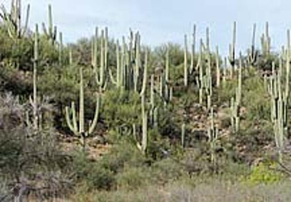 Arizona Saguaro