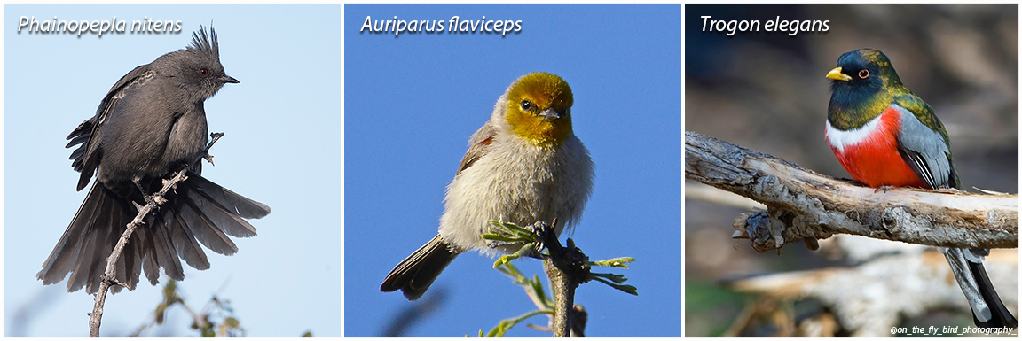 Arizona state park birding events. Three bird collage