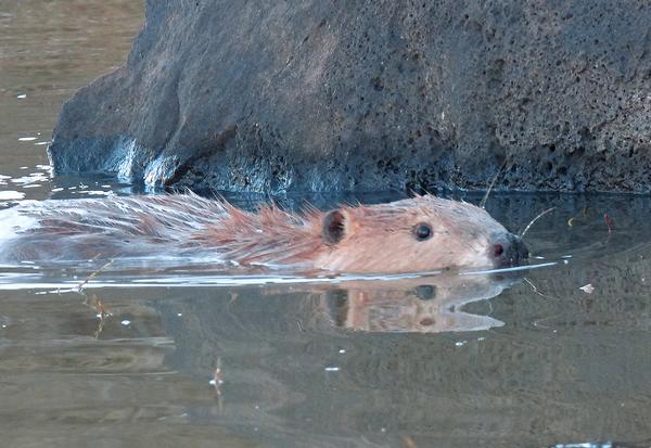 White Mountains Arizona beaver