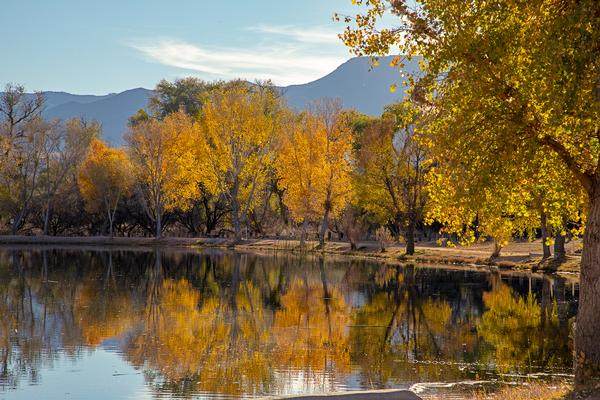 Camping in Arizona: Dead Horse Ranch State Park