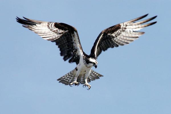 Birds of Arizona: Osprey