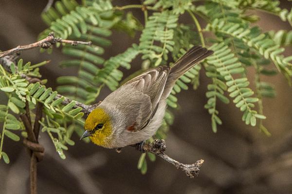 Birds of Arizona: Verdin