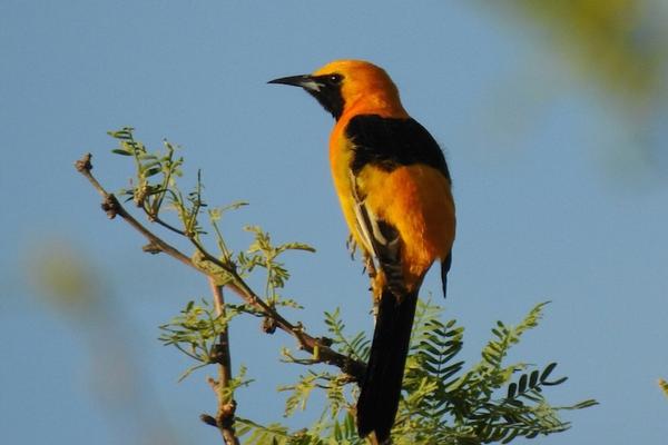 Birds of Arizona: Hooded Oriole