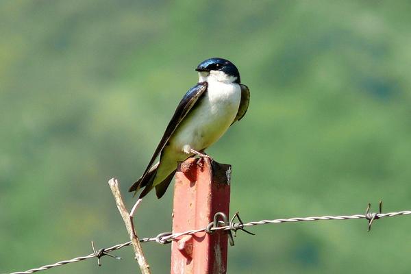 Birds of Arizona: Tree Swallow