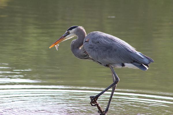 Birds of Arizona: Great Blue Heron