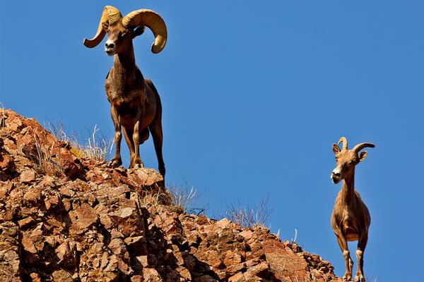 Arizona Bighorn Sheep at River Island