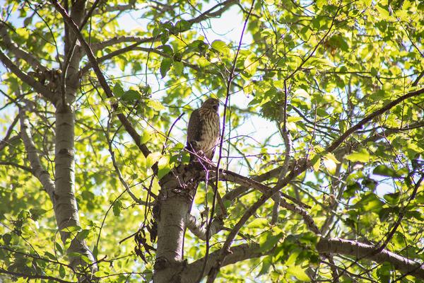 Birds of Arizona: Cooper's Hawk