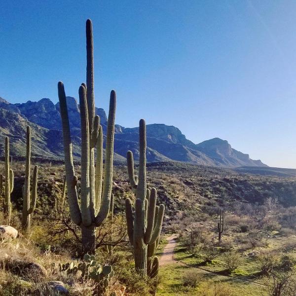Arizona Puzzles – Saguaros at Catalina State Park