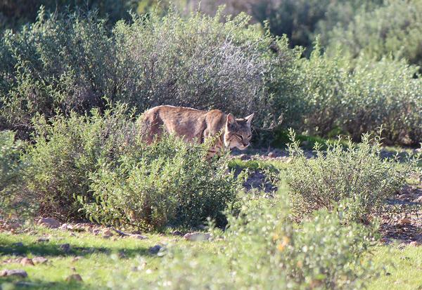 Lost Dutchman State Park Bobcat