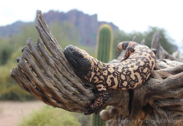 Gila Monster Lost Dutchman State Park