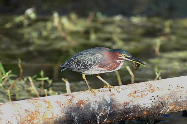 Birds of Arizona: Green Heron
