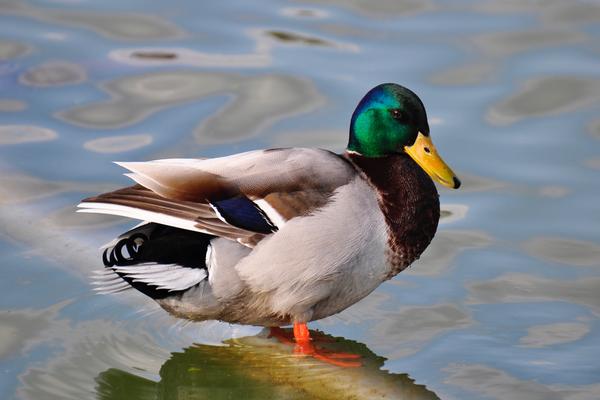 Birds of Arizona: Mallard