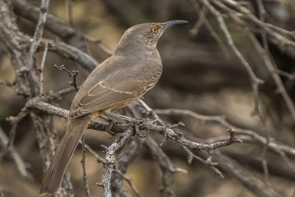  Birds of Arizona: Curve Billed Thrasher