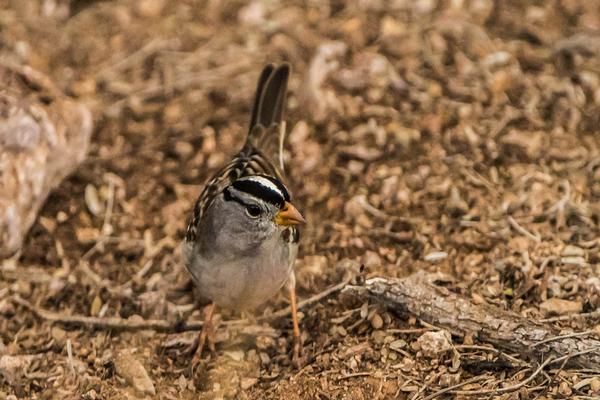 Birds of Arizona: White-Crowned Sparrow