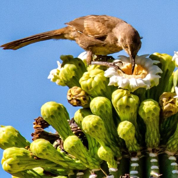 Arizona Puzzles – Saguaro and curve-billed thrasher