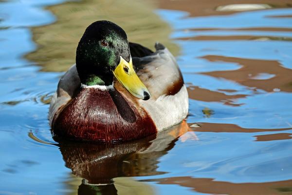 Mallard- Colorado River, Arizona