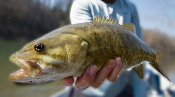 CLose up shot of a Lake Havasu Smallmouth Bass
