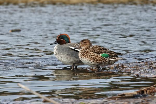 Birds of Arizona: Green-Winged Teal