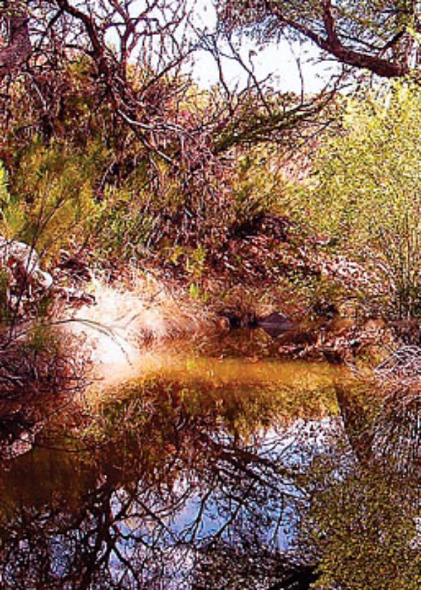 Coal Mine Spring area in 2004